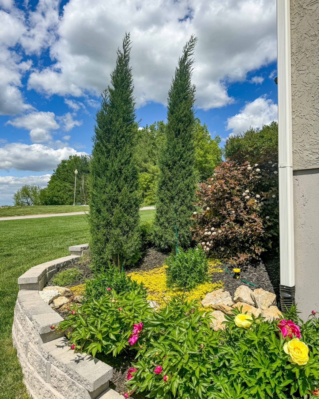 Block retaining wall bed with tall evergreens, peonies and flowering shrubs