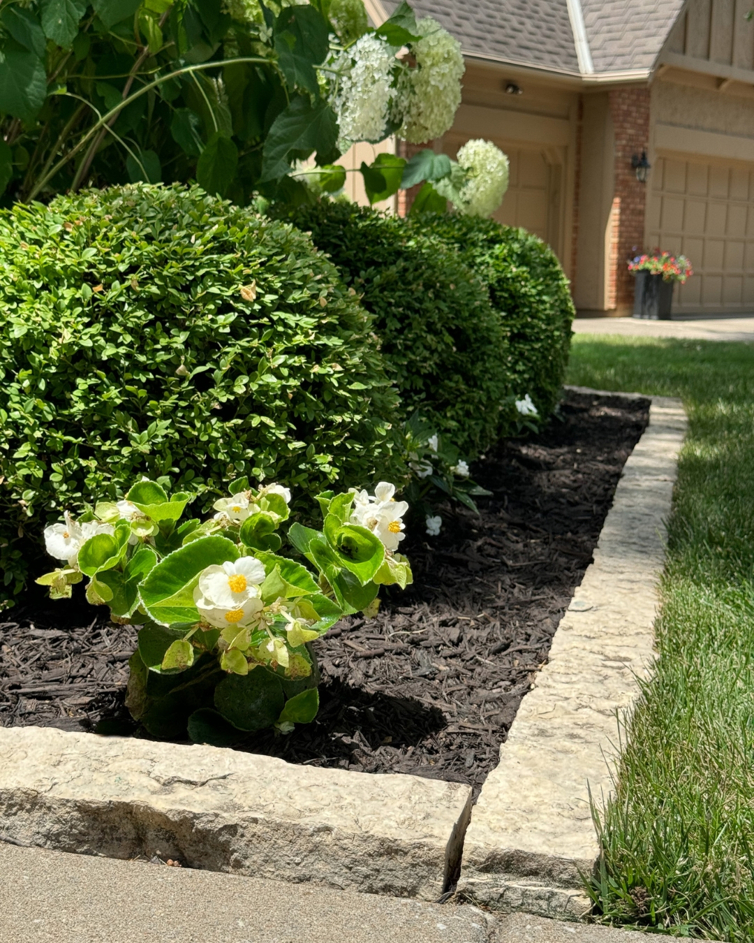 Fresh black mulch bed with trimmed boxwoods, white begonias and stone edging