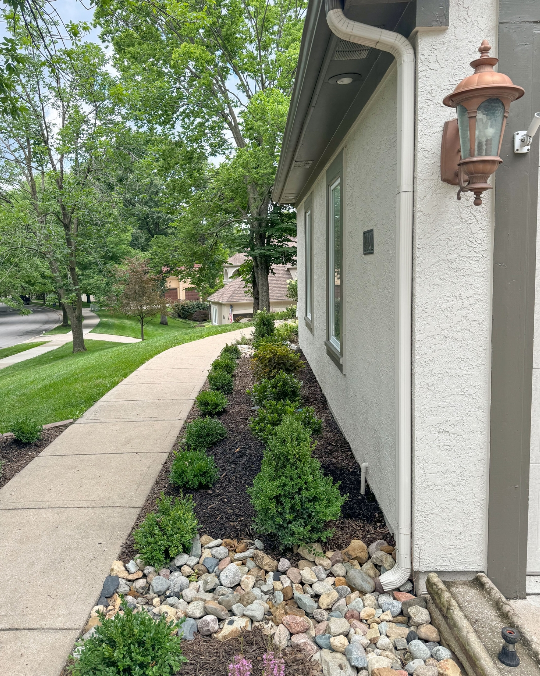Boxwood foundation planting in dark mulch with river rock drainage bed